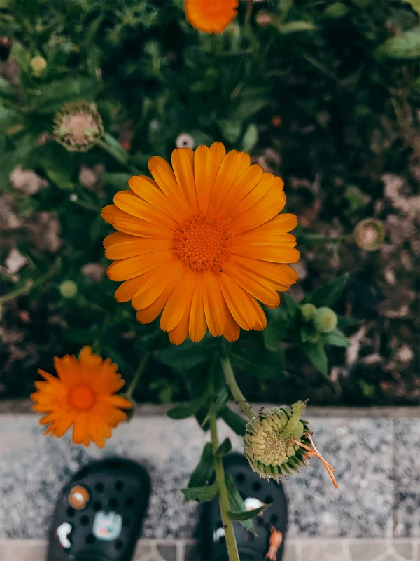 Ringelblume orange nahaufnahme